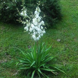 Jukka o ostrych, szerokich liściach i odstającym białym kwiatostanie