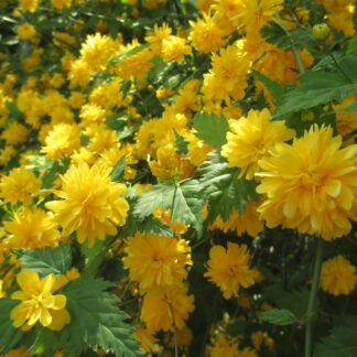 Gęsto wyrastające żółte, kulkowe kwiaty złotlina
