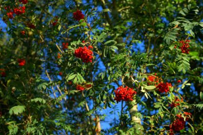 Jarzębina o podłużnych liściach i czerwonych kulkowatych owocach w gęstych skupinach