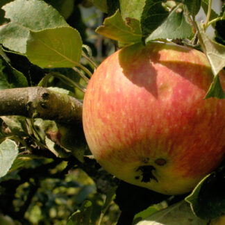 Jabłko rosnące na jabłoni