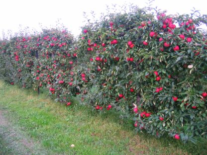 Jabłoń z czerwonymi jabłkami posadzona w sadzie