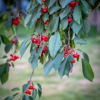 Jasnoczerwone owoce wiśni na opadającej gałęzi
