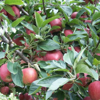 Dziesiątki czerwonych jabłek na jabłoni