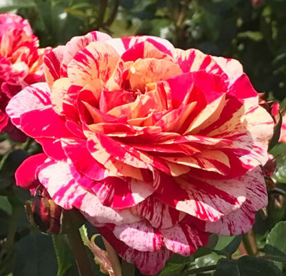 Biało-czerwona róża z czerwonymi plamkami na kwiatach.