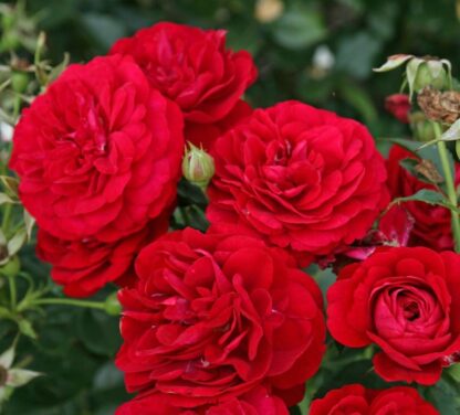 Silnie bordowe kwiaty róży z gęstymi płatkami