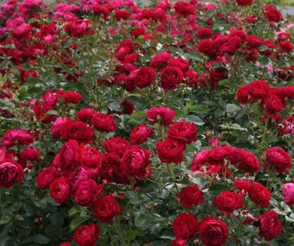 Grządka kilkudziesięciu bordowych kwiatów róży z gęstymi płatkami