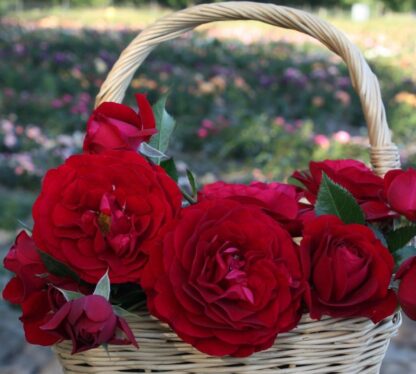 Silnie bordowe kwiaty róży z gęstymi płatkami w koszyku
