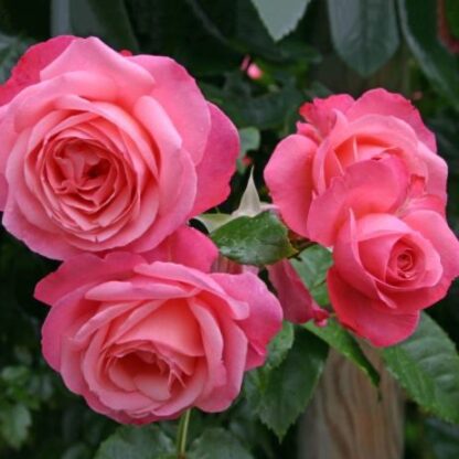 Bladoróżowe kwiaty róży z dużymi płatkami