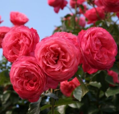 Bladoróżowe kwiaty róży z bardzo gęstymi płatkami