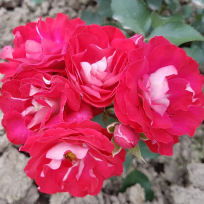 Czerwona róża z różowymi obwódkami