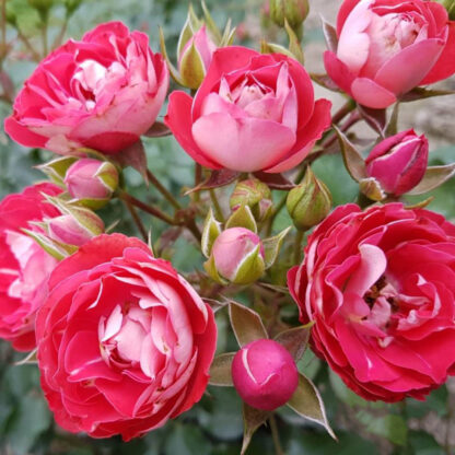 Czerwone róże z różowymi obwódkami. Dwie róże są bardziej różowe, ponieważ dopiero się rozwijają.