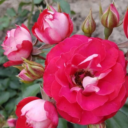 Czerwona róża z różowymi obwódkami. Trzy młode różowe róże