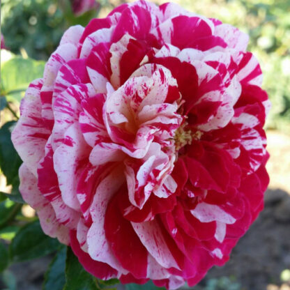 Biało-czerwona róża z czerwonymi plamkami na kwiatach