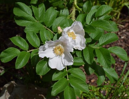 Dwa pomarszczone białe kwiaty róży