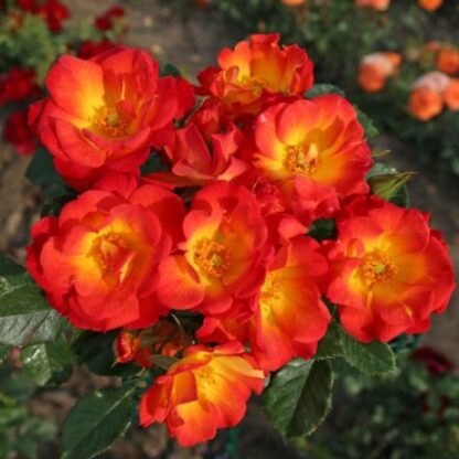 Kwiaty róży w płomienistych kolorach