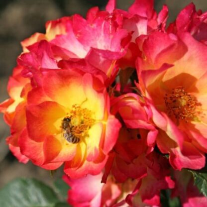 Zbliżenie na kwiat róży w płomienistych kolorach. Na zewnątrz czerwona, żółta w środku.