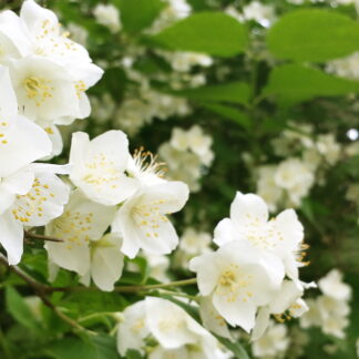 Białe kwiaty jaśminowca wonnego. W tle rozmyty rozrośnięty jaśminowiec