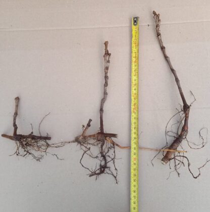 Zdjęcie sadzonek winobluszczy pięciolistkowych z gołym korzeniem. Centymetr pokazuje wysokość sadzonki ok. 10-30 cm.