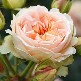 Markowa róża w kolorze różowo-kremowym