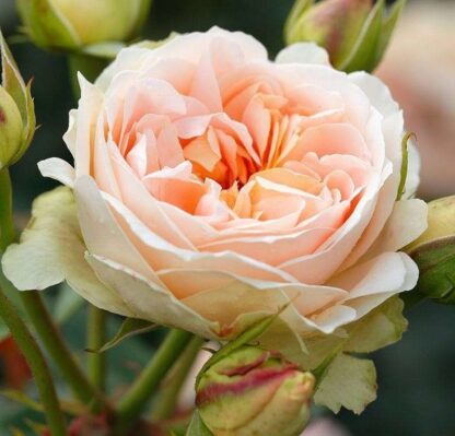 Markowa róża w kolorze różowo-kremowym