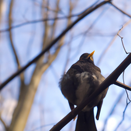 Czy różne gatunki ptaków przylatują do różnych gatunków drzew?