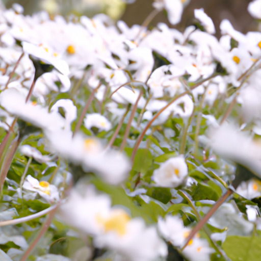 10 najpiękniejszych kwiatów, jakie możesz posadzić w swoim ogrodzie